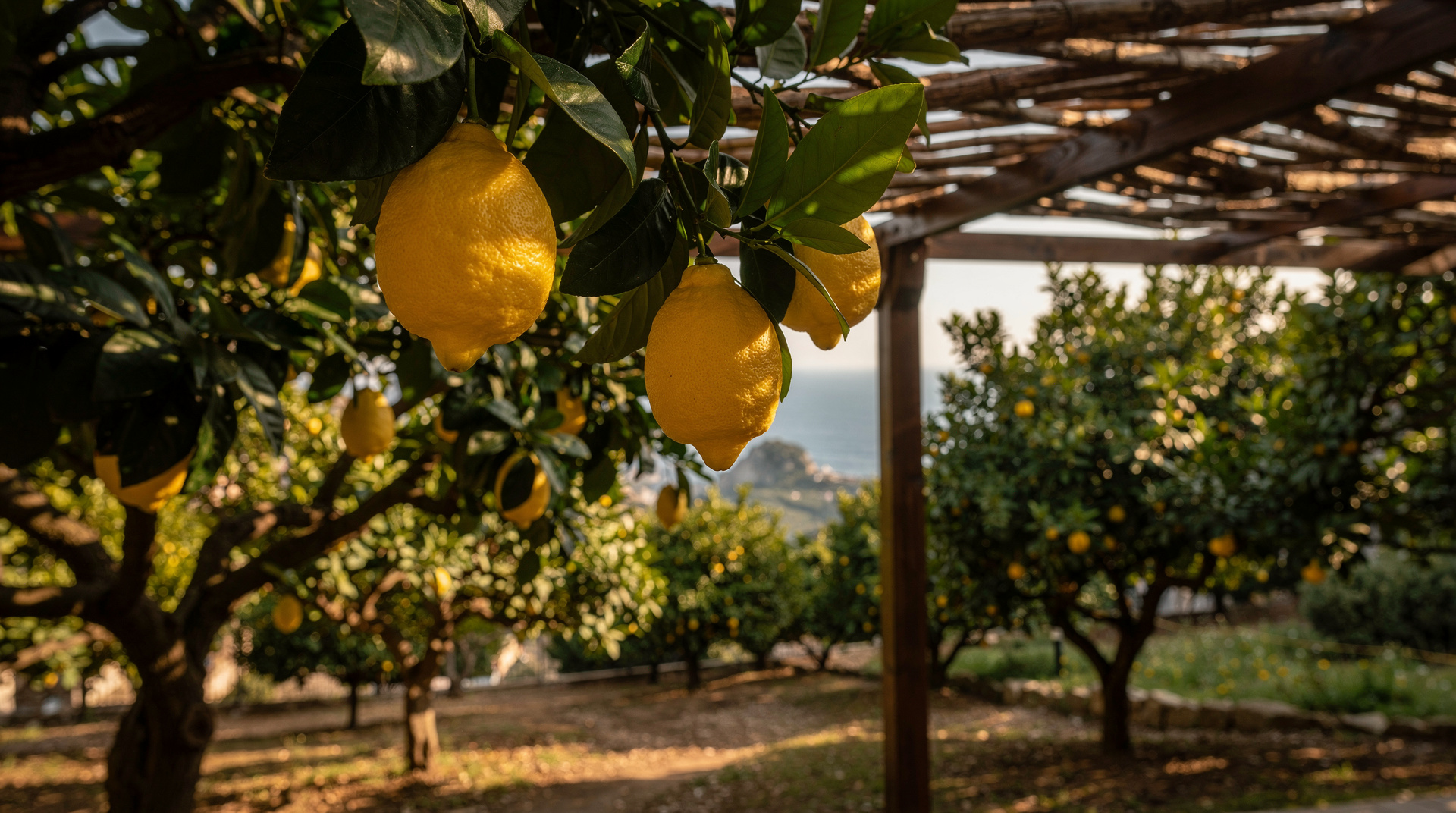 Limoncello de Sorrento — qué es realmente, cómo se elabora y dónde comprar el auténtico — Guía honesta del limoncello de Sorrento. Cómo sabe el buen limoncello, cómo se e